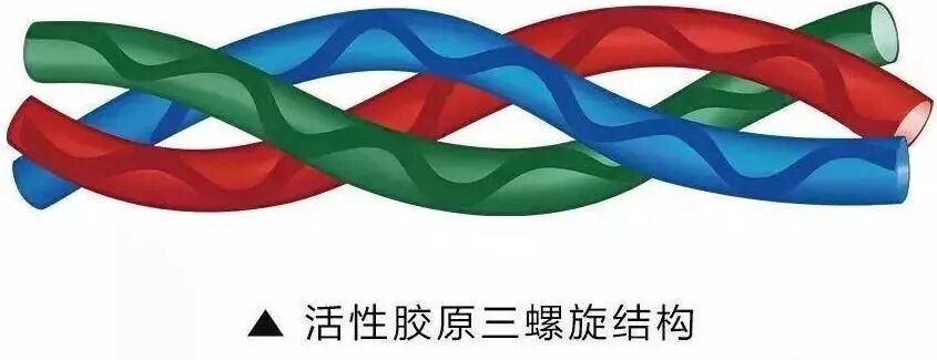 如何識別活性膠原蛋白！